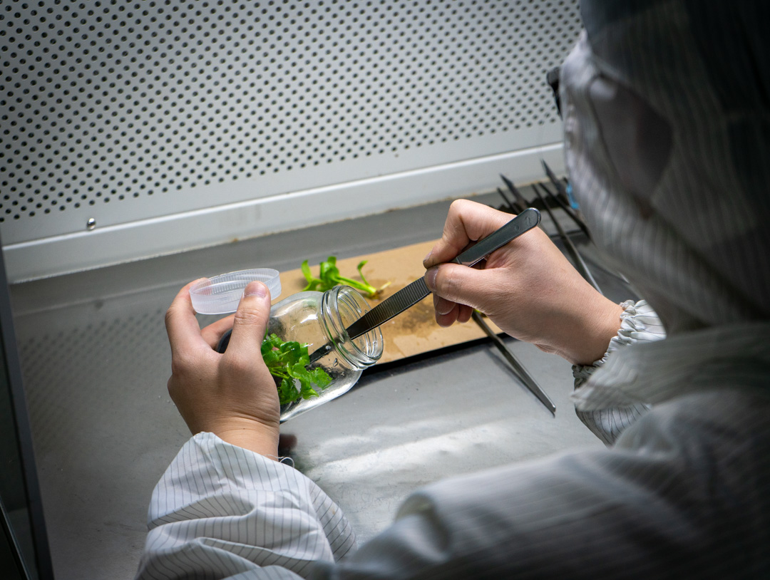 ArkYun Plants Tissue Culture Laboratory