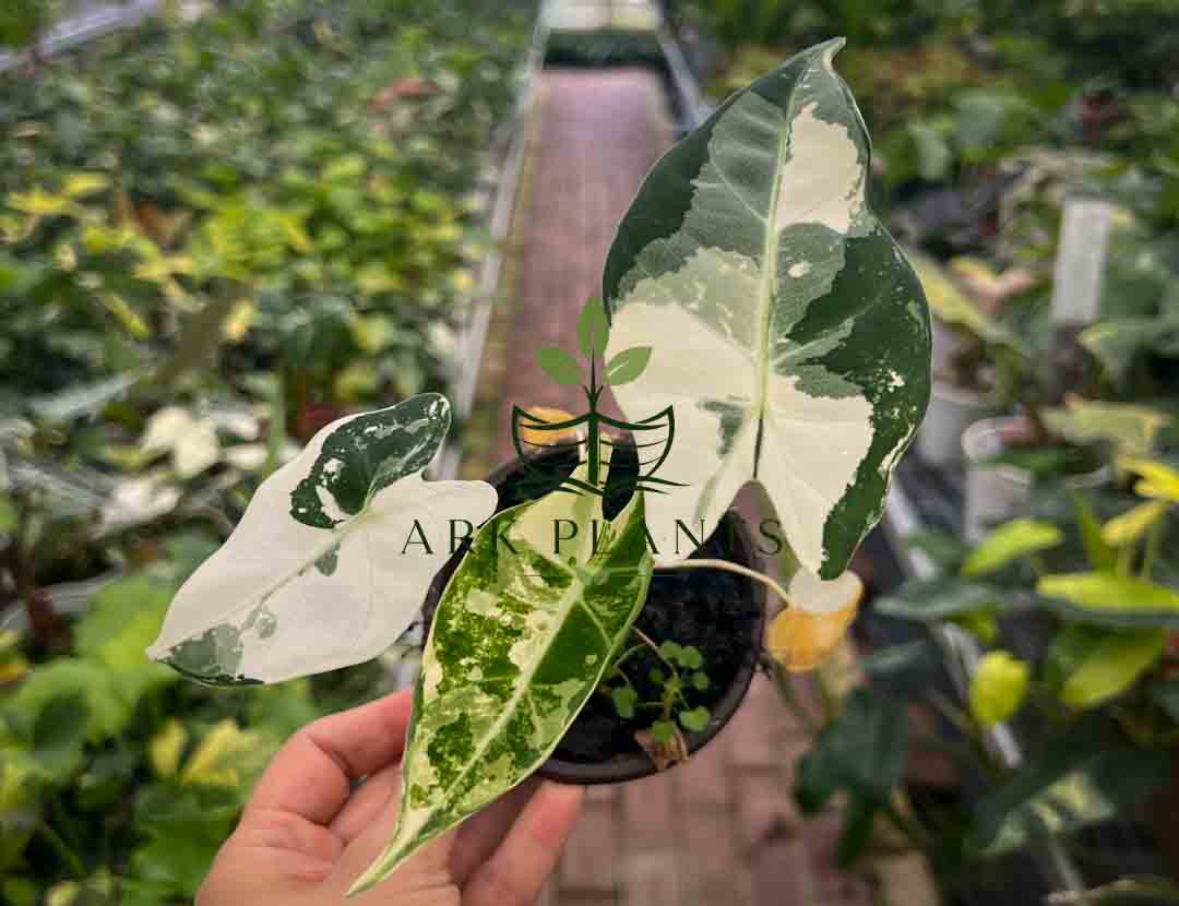 Alocasia Tissue Culture Plantlet