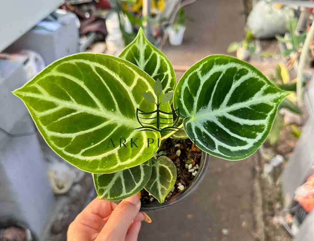 Anthurium Tissue Culture Plantlet