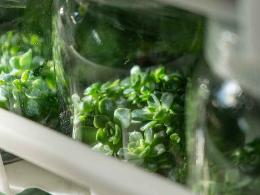 ArkYun-Plants-Tissue-Culture-Plants