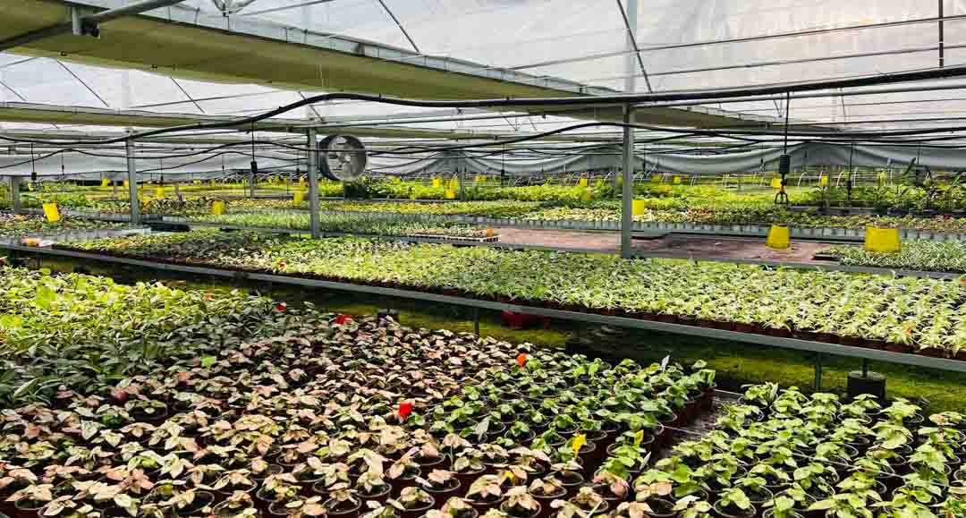 Foliage-plug-seedlings