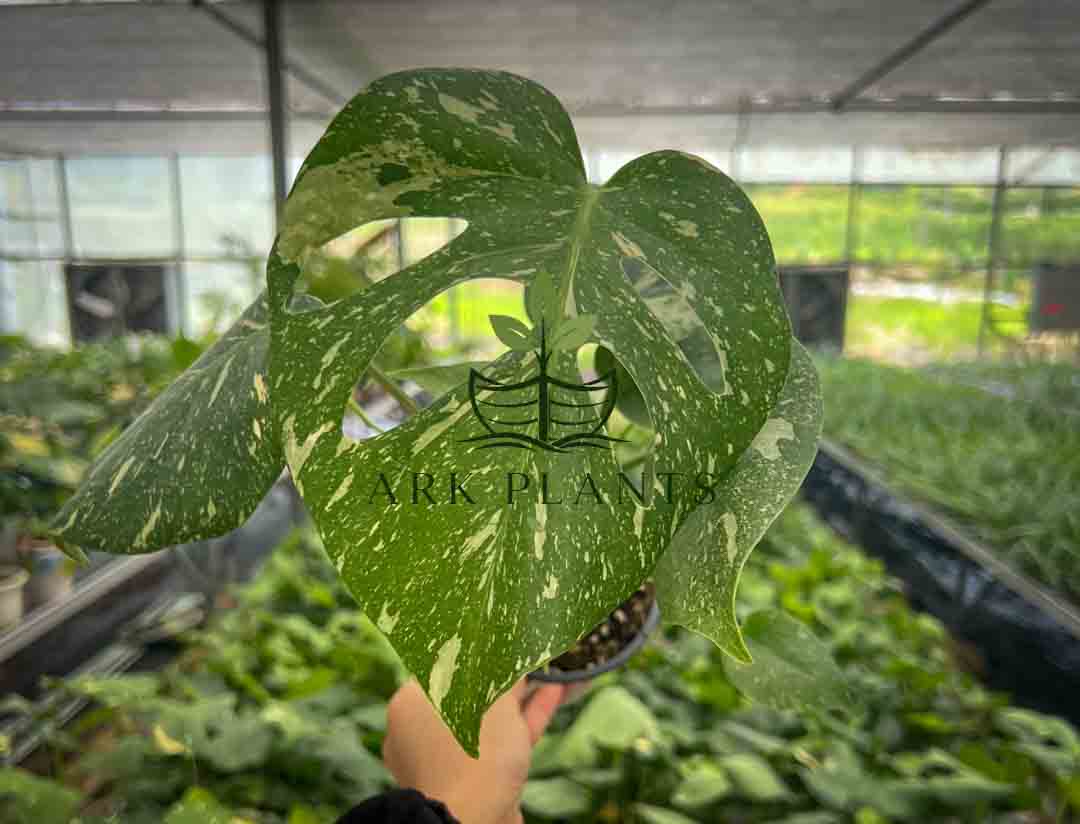 Monstera Tissue Culture Plantlet