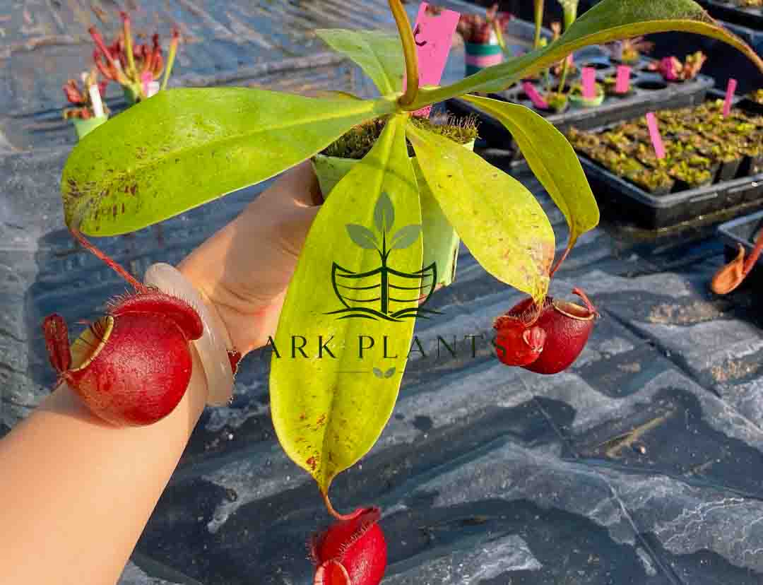 Nepenthes Tissue Culture Plantlet Series