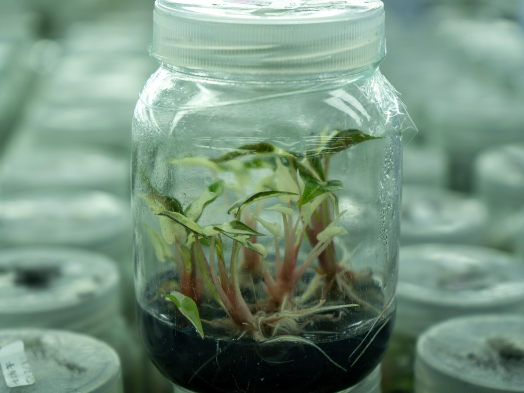Tissue-Culture-Plants
