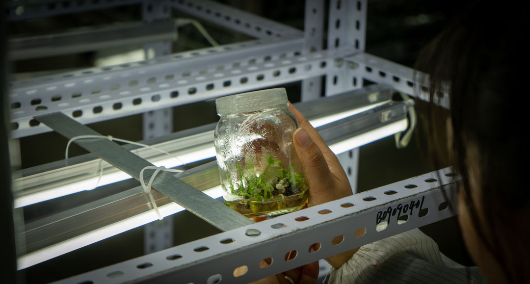 Tissue-culture-personnel-inspect-seedlings